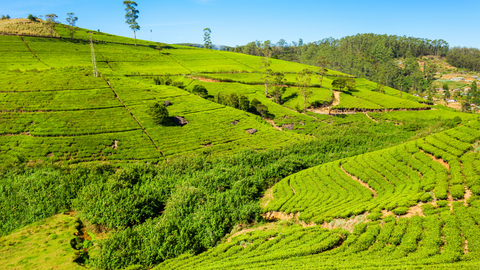 paromatravels.com_blog_Discover_the_Top_10_Must_Visit_Places_in_Sri_Lanka_for_Your_Next_Adventure_13