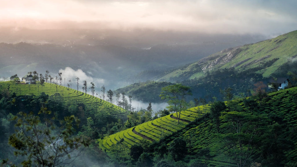 paromatravels.com_blog_munnar_kerala (1)